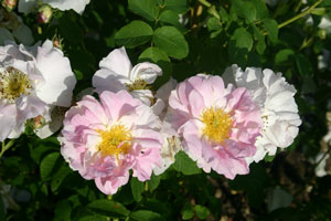 Alte Rosensorte "Celsiana"